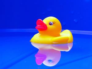 duck-1563094